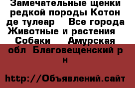 Замечательные щенки редкой породы Котон де тулеар  - Все города Животные и растения » Собаки   . Амурская обл.,Благовещенский р-н